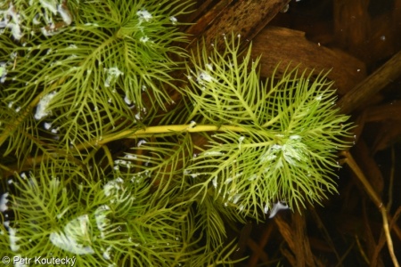 Hottonia palustris – žebratka bahenní