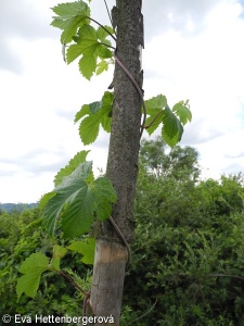 Humulus lupulus – chmel otáčivý