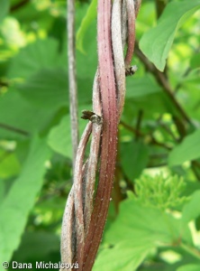 Humulus lupulus – chmel otáčivý