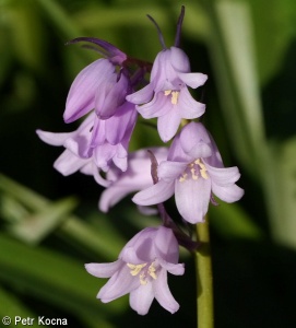 Hyacinthoides hispanica – ladoňka španělská