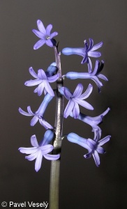 Hyacinthus orientalis – hyacint východní