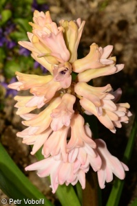 Hyacinthus orientalis – hyacint východní