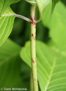 Hydrangea macrophylla – hortenzie velkolistá