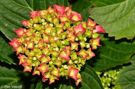 Hydrangea macrophylla – hortenzie velkolistá