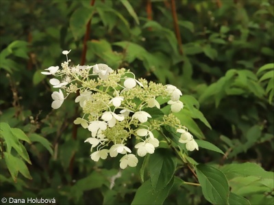 Hydrangea paniculata