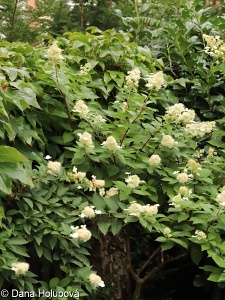 Hydrangea paniculata