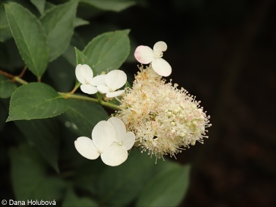 Hydrangea paniculata