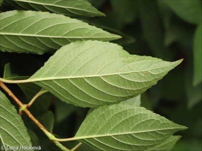 Hydrangea paniculata