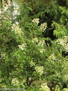 Hydrangea paniculata