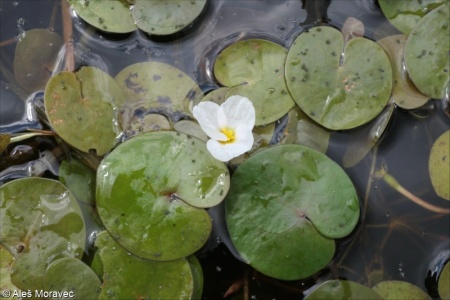 Hydrocharis morsus-ranae – voďanka žabí