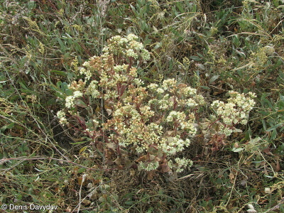 Hylotelephium maximum subsp. ruprechtii