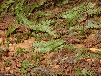 Hymenophyllum tunbrigense