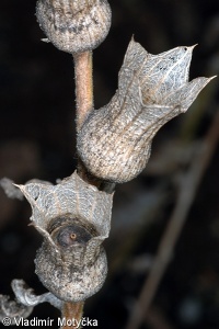 Hyoscyamus niger – blín černý