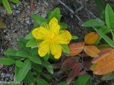 Hypericum calycinum