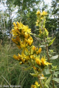 Hypericum hirsutum – třezalka chlupatá