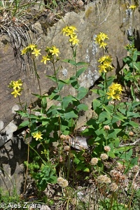 Hypericum montanum – třezalka horská