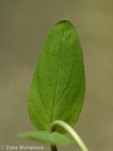 Hypericum montanum