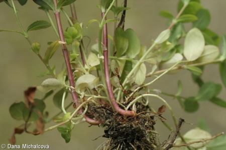 Hypericum montanum – třezalka horská