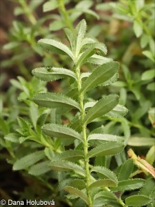 Hypericum orientale