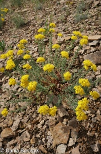 Hypericum scabrum