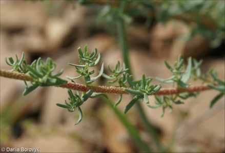 Hypericum scabrum