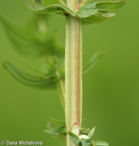 Hypericum tetrapterum – třezalka čtyřkřídlá