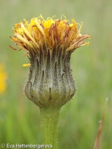 Hypochaeris maculata – prasetník plamatý