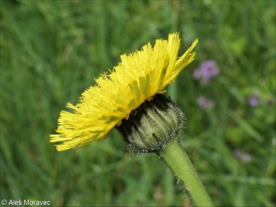 Hypochaeris maculata – prasetník plamatý