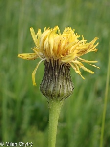 Hypochaeris maculata &ndash; prasetník plamatý