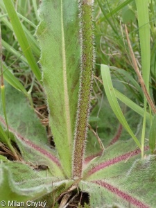 Hypochaeris maculata &ndash; prasetník plamatý