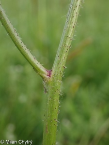 Hypochaeris maculata &ndash; prasetník plamatý