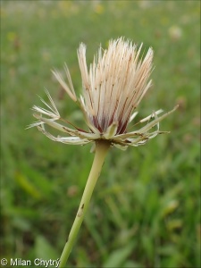 Hypochaeris radicata subsp. radicata – prasetník kořenatý pravý