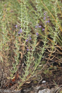 Hyssopus officinalis &ndash; yzop lékařský