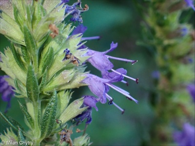 Hyssopus officinalis &ndash; yzop lékařský