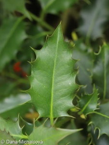Ilex aquifolium – cesmína ostrolistá