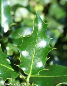 Ilex aquifolium – cesmína ostrolistá