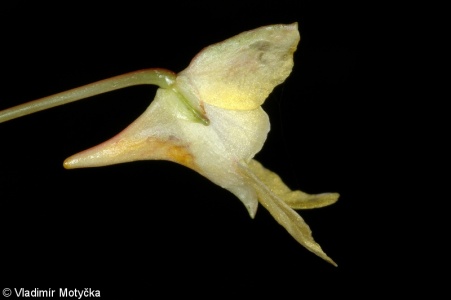 Impatiens parviflora – netýkavka malokvětá