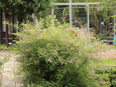 Indigofera tinctoria