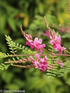 Indigofera tinctoria