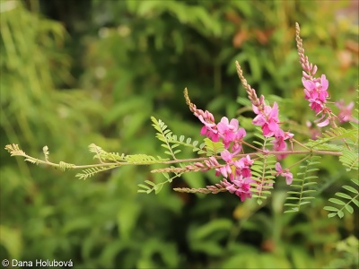 Indigofera tinctoria