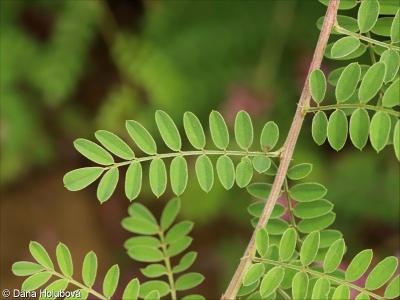 Indigofera tinctoria