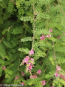 Indigofera tinctoria