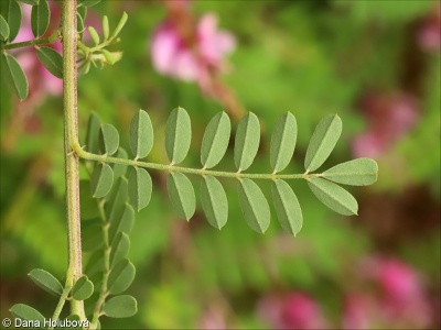 Indigofera tinctoria