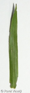 Inula ensifolia – oman mečolistý