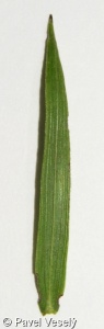 Inula ensifolia – oman mečolistý