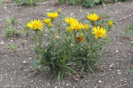 Inula ensifolia – oman mečolistý