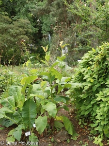 Inula magnifica