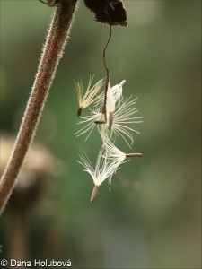 Inula magnifica