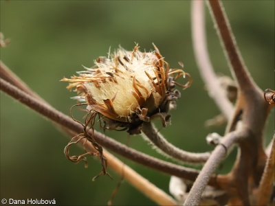 Inula magnifica