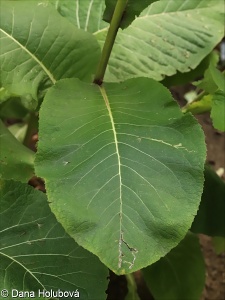 Inula magnifica